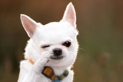 Dog Fun Facts