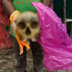 Human Skull Mystery