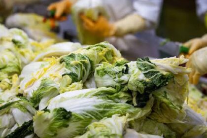 North China Cabbage