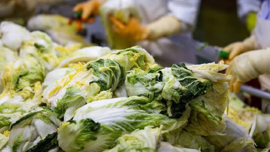 North China Cabbage