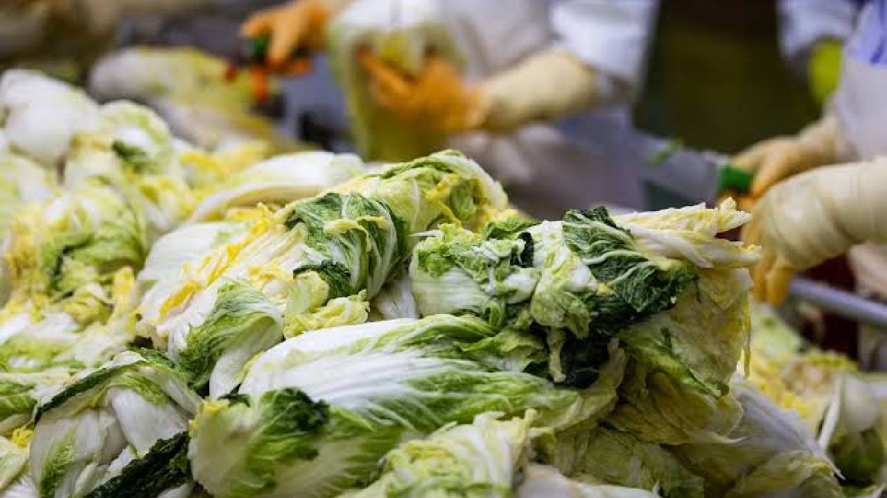 North China Cabbage