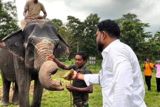 World Elephant Day
