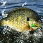 Blue gill