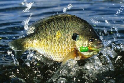 Blue gill