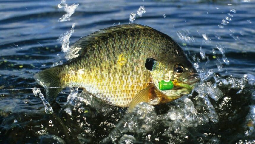 Blue gill