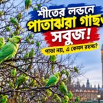 London Parakeets