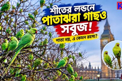 London Parakeets