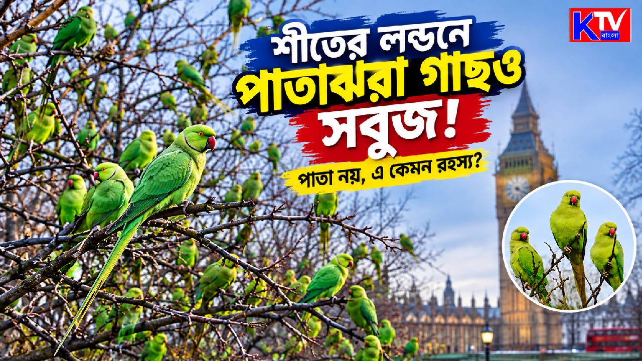 London Parakeets