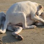 Dog Attack Case