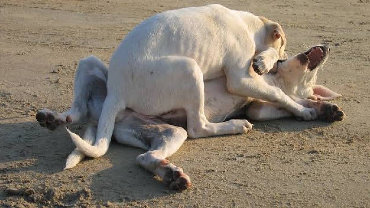 Dog Attack Case