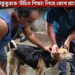 Dog Attack Case