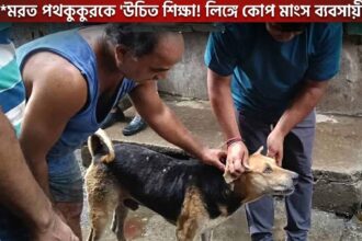 Dog Attack Case