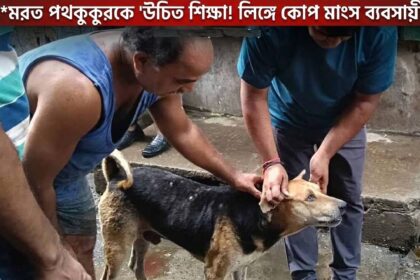 Dog Attack Case