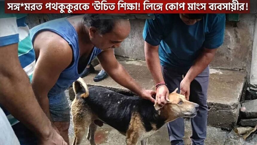 Dog Attack Case