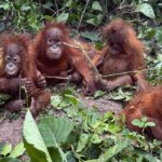 Orangutans
