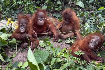 Orangutans