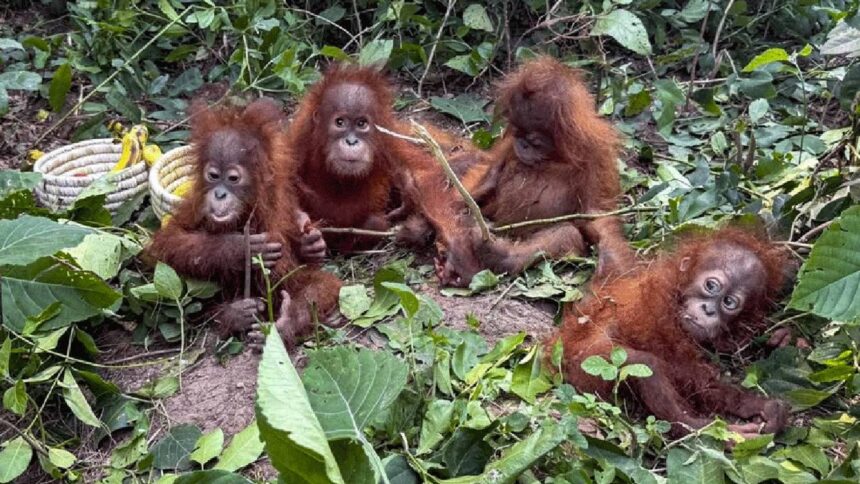 Orangutans