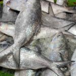 Hilsa Import