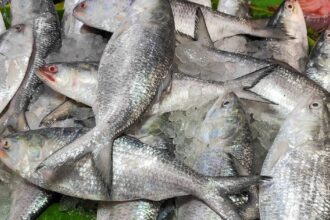 Hilsa Import