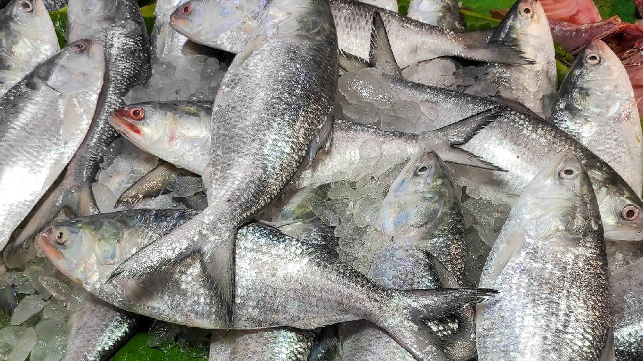 Hilsa Import