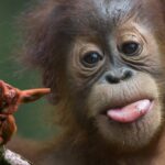Orangutan