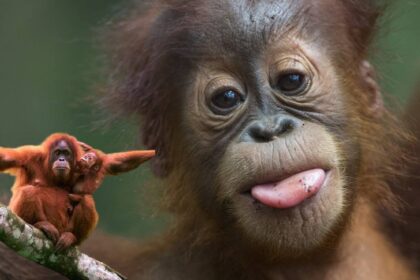 Orangutan