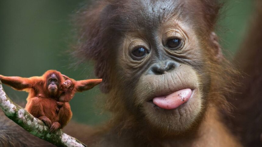 Orangutan