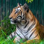 Buxa Tiger Reserve