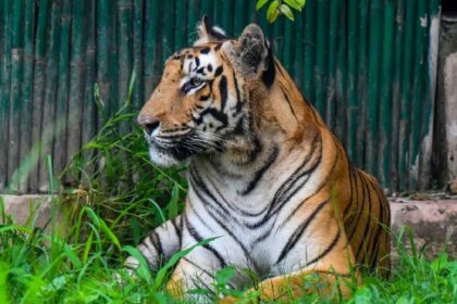Buxa Tiger Reserve