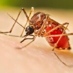 Dengue Risk