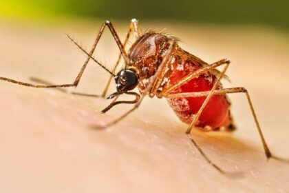 Dengue Risk