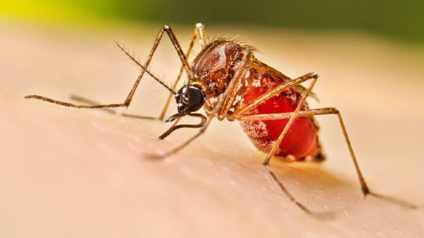 Dengue Risk