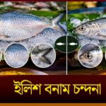 Hilsa vs Chandana