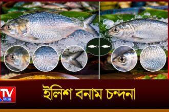 Hilsa vs Chandana