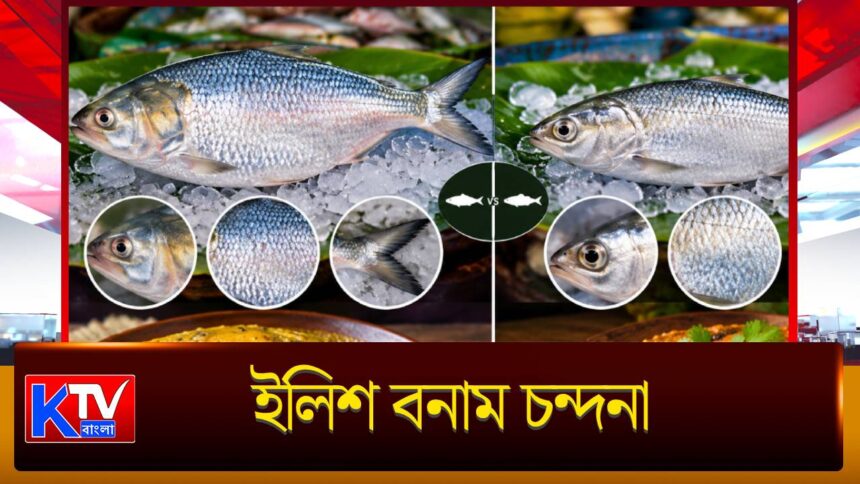 Hilsa vs Chandana